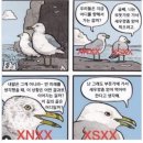 부산갈매기 이미지