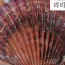 달빛여우 이미지