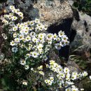 산에사네 이미지