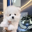 타이니펫 송파헬리오시티점 이미지