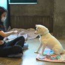 개ST하우스 이미지