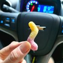 사우로 L 이미지