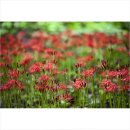 황의상사 이미지