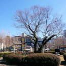 느티나무 이미지