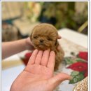 광주강아지분양 펫블리 애견 샵 이미지