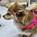 팔레트멍 | 강아지 하네스 추천 3초 착용 앞섬방지 멍템 팔레트 하네스 실착 후기