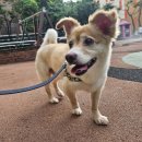 디오네 도그케어 이미지