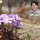 깽깽이풀 이미지