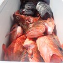 피쉬헌터 이미지