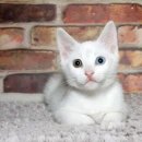 마니