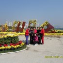 마산가고파 국화축제장 이미지