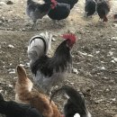 계두농장 이미지