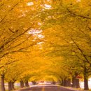 곡교천 은행나무길 이미지