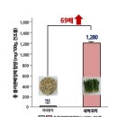 아토피 피부염에 좋은 새싹귀리 이미지