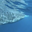 에스엔제이 푸드(S&J FOOD) | Philippines(Cebu)-플랜테이션베이,클룩오슬롭투어,마사지(트리쉐이드/플라워트리스파/골드문스파)