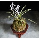 풍란이라고 부르는 소엽분재 이미지