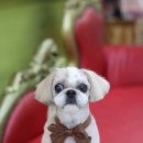 올리브 애견 이미지