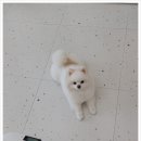 굿데이멍 이미지
