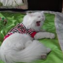 송하떡