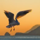 부산갈매기 이미지