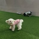 댕댕플래닛 이미지