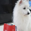 유니온메디앤덴탈 | 강아지귀건강 피부모질관리 동시에 가능한 강아지간식 메디코펫 데일리덴탈바