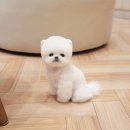 부산 강아지분양 디테일퍼피 | 애견분양 해운대구 송정동 부산 강아지분양 디테일퍼피 위치 가격 후기