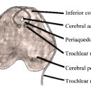 Re: Neuroanatomy, Cranial Nerve 4 (Trochlear) - 활차신경 이미지