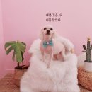 살롱드퍼피 이미지