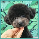 서울미용소 - 달서구 | 녹번동애견미용 블랑드펫, 아이들의 첫 번째 미용소로 추천해요!