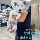 로뎀동물병원 | 암컷 강아지 중성화 수술 비용 시기 회복