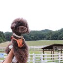 하늘마루염소목장 | 강원도 애견동반 여행 대관령 하늘목장 강아지여행