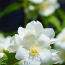 봄에 흰 꽃을 피우는 고광나무 꽃ㅡ(횡성야생화분재) 이미지