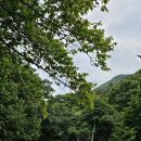 진도 운림산방 Daum카페