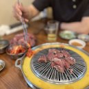 도화갈매기 이미지