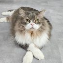 냥스터치 이미지