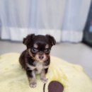 왓츠멍 남양주 강아지분양 이미지