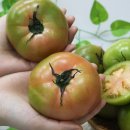 토마토 - 부평구 주부토로22번길 10-1 | 토마토
