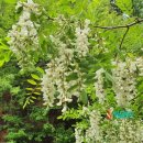 솔의향기 이미지