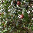 신흥2리(동백마을)농촌체험휴양마을 이미지