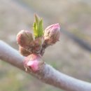 산유화농장 이미지