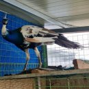 푸른 꿈나무의 집 이미지