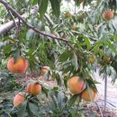 풍성농장 이미지