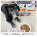 펫슈퍼24 | 강아지 화식 재료 필요 없는 초간단 밀키트 더펫코리아 건강식 만들기