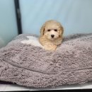 아리랑밸리켄넬 이미지