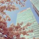 호텔체리블러썸 이미지