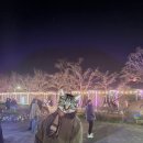주내카센터 | 임신 35주 기록. 벚꽃없는 벚꽃축제와 밤낮바꾸기 실패.