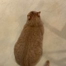 대창인생 이미지