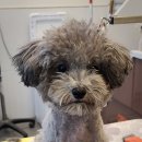 그루밍 펫 뷰티샵 이미지