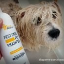 개님은 털빨 이미지